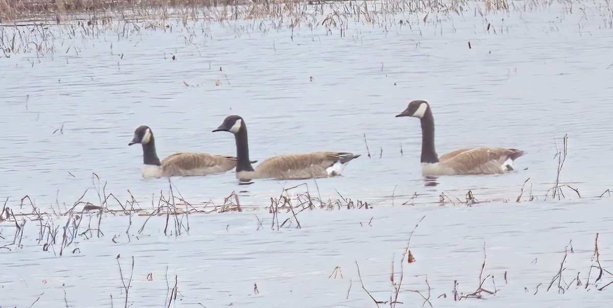 Canada Goose - Randolph Black