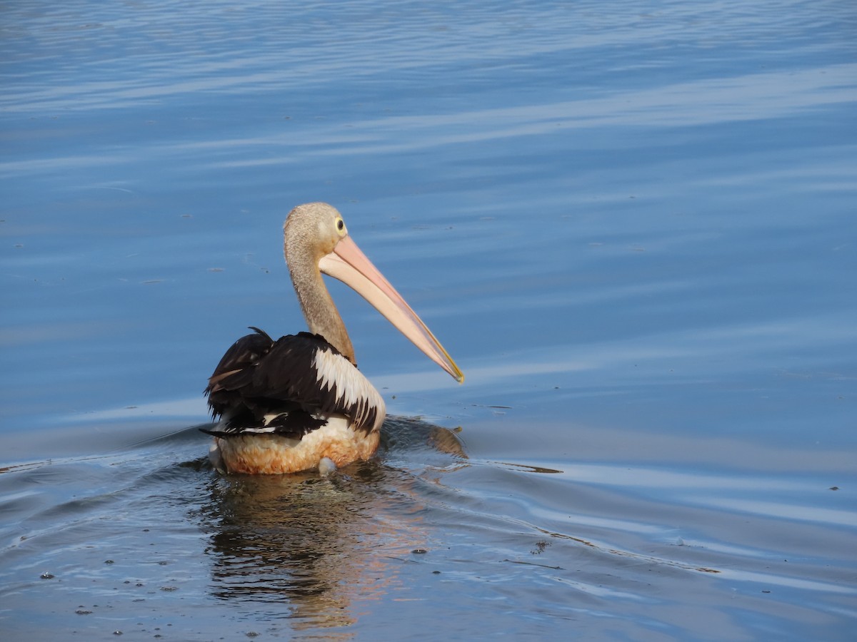 Australian Pelican - ML550497571