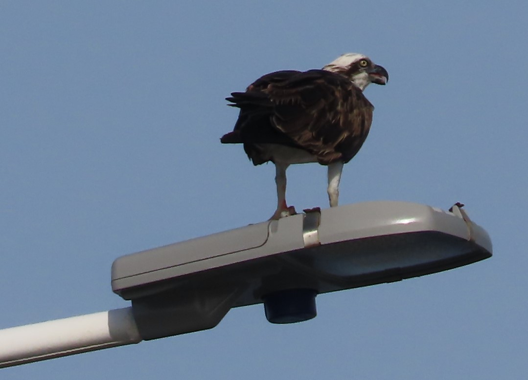 Osprey (Australasian) - ML550497721