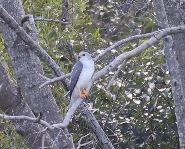 Gray Goshawk - ML550498071