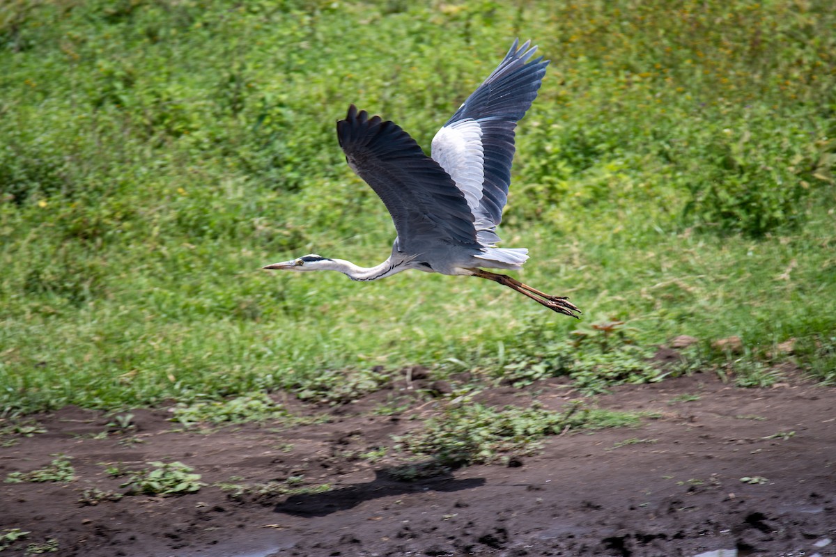 Gray Heron - ML550498821