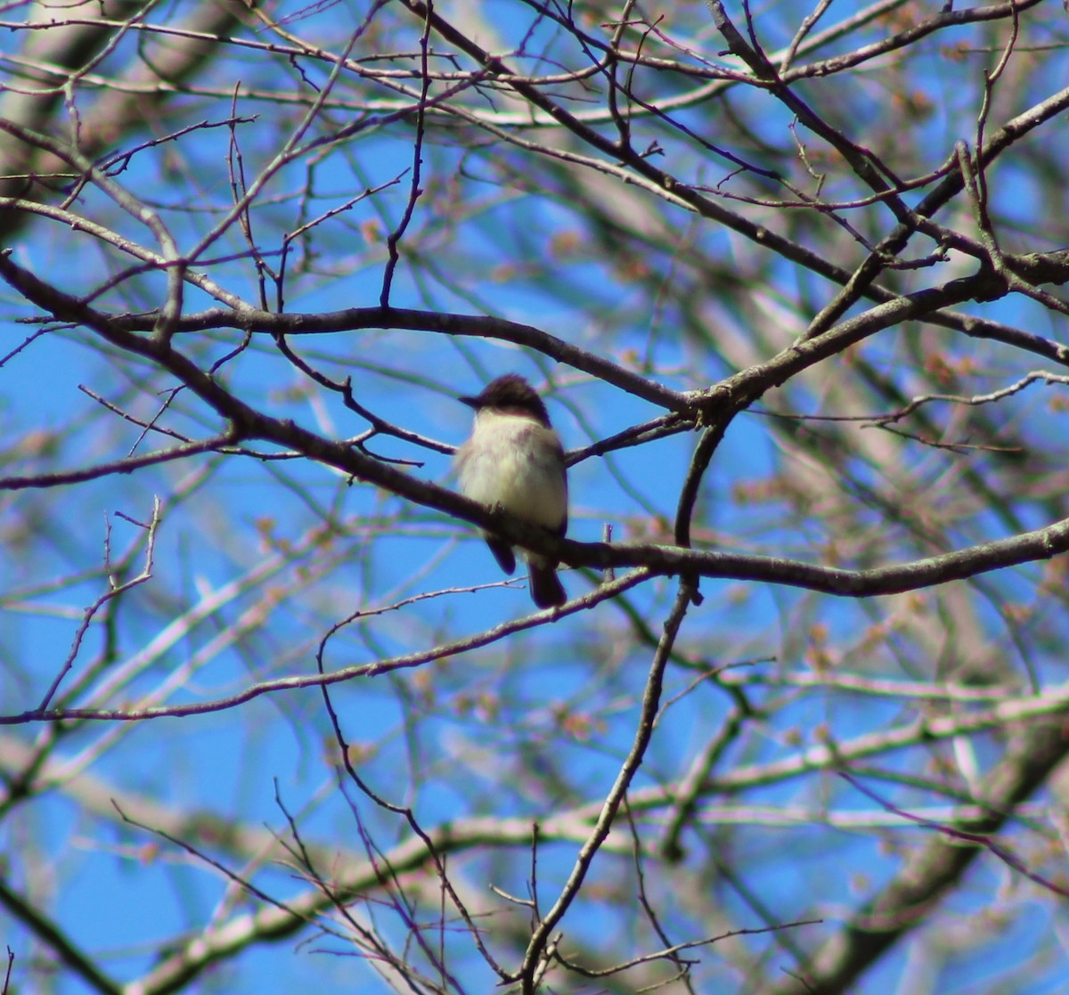 Eastern Phoebe - ML550499551