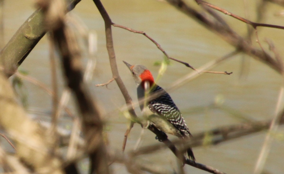 Red-bellied Woodpecker - ML550500131