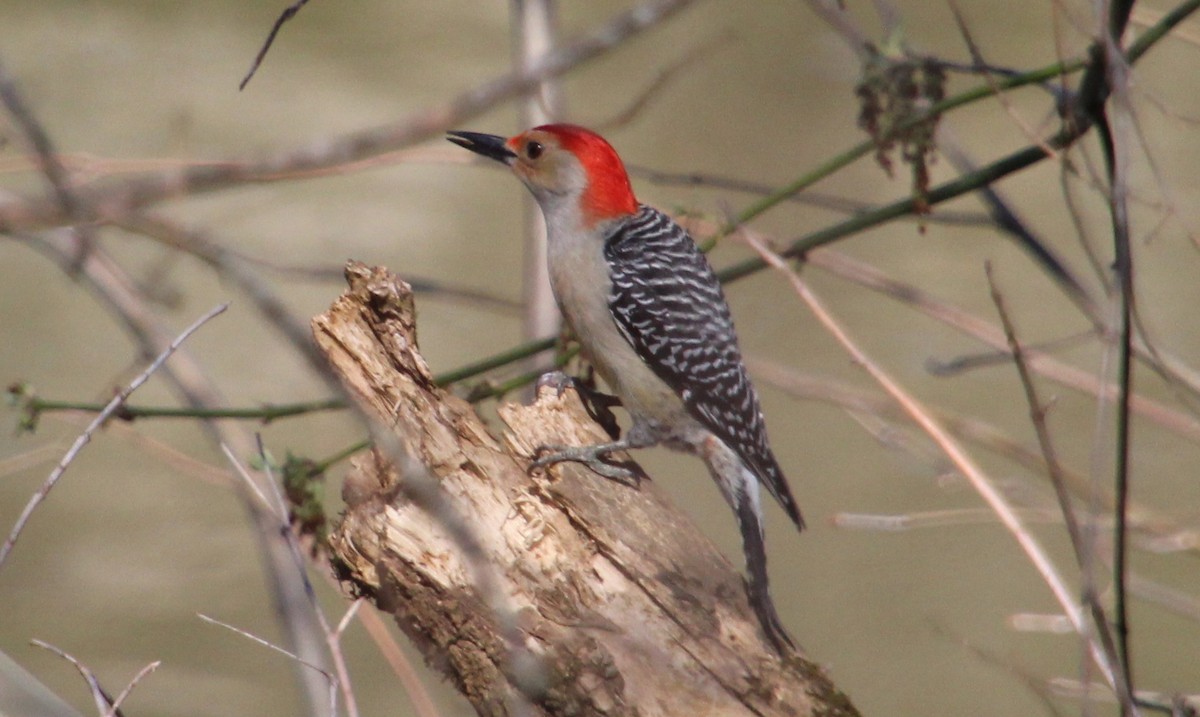 Red-bellied Woodpecker - ML550500141
