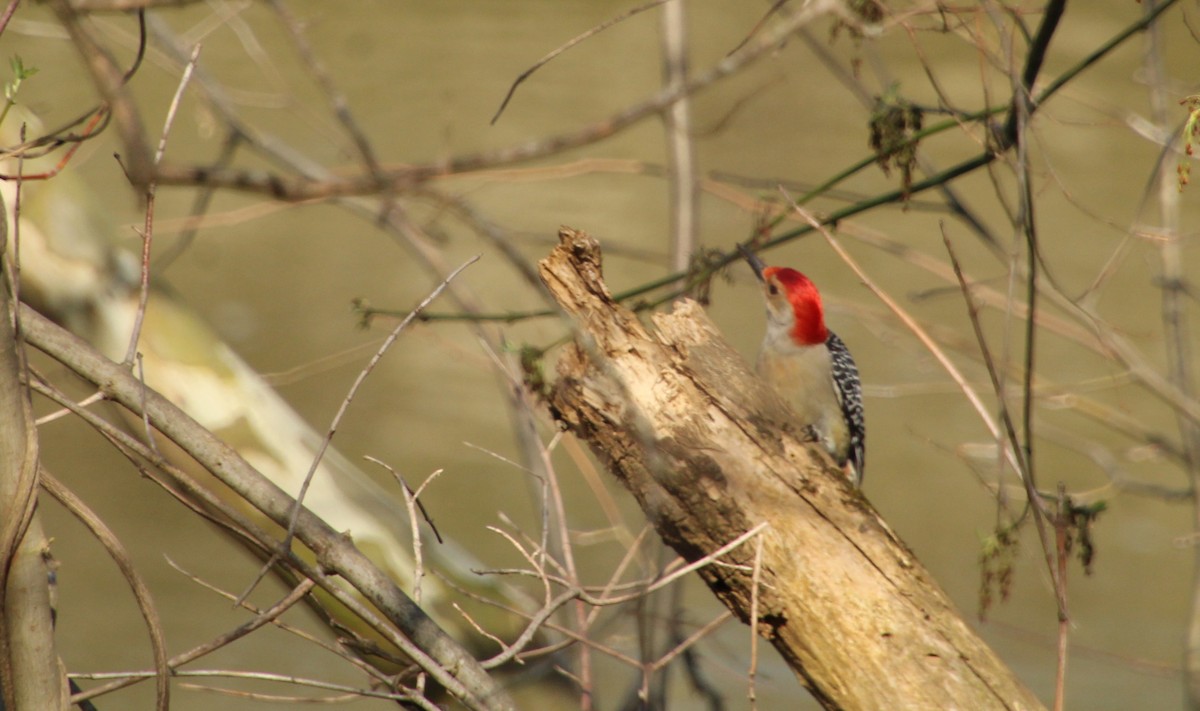 Red-bellied Woodpecker - ML550500161