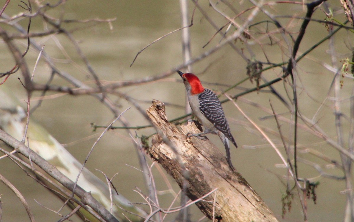 Red-bellied Woodpecker - ML550500181