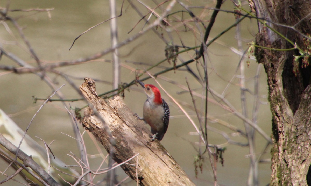 Red-bellied Woodpecker - ML550500191