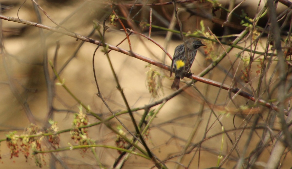 Yellow-rumped Warbler (Myrtle) - ML550500321