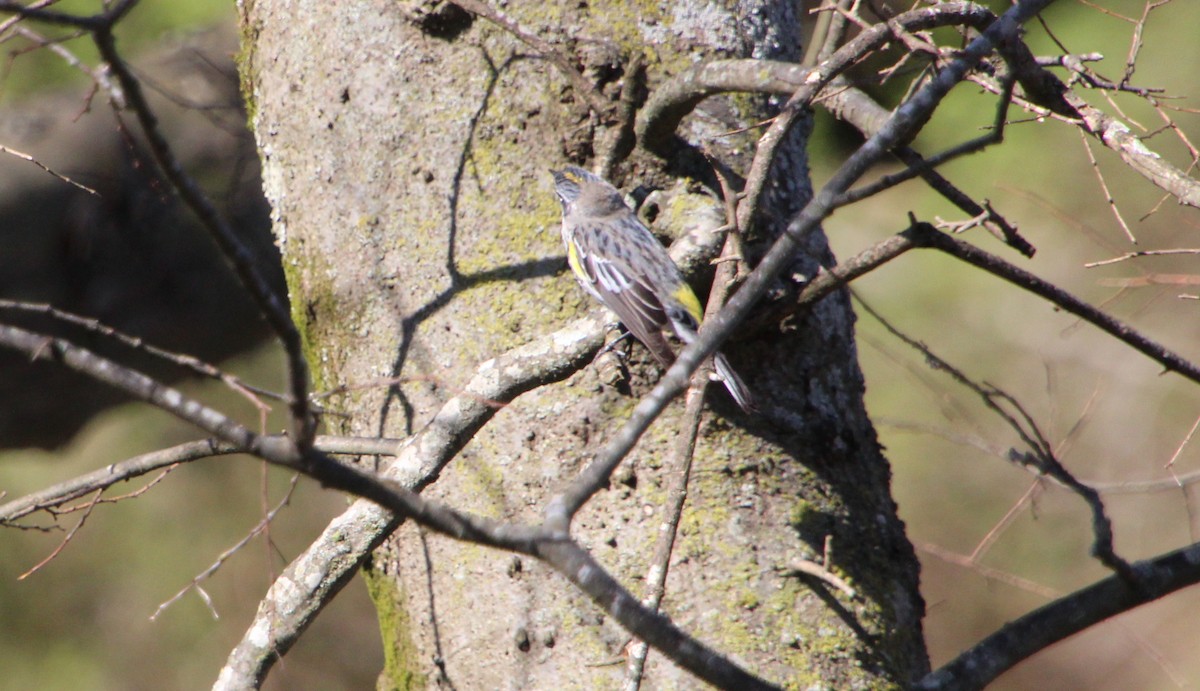 lesňáček žlutoskvrnný (ssp. coronata) - ML550500331