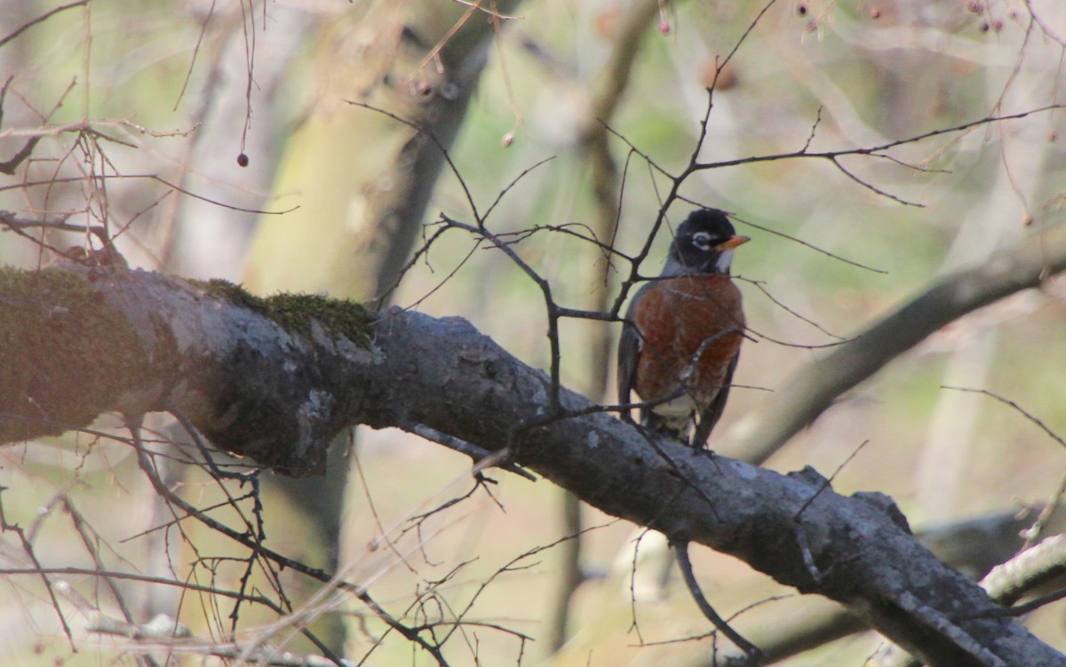 American Robin - ML550500421