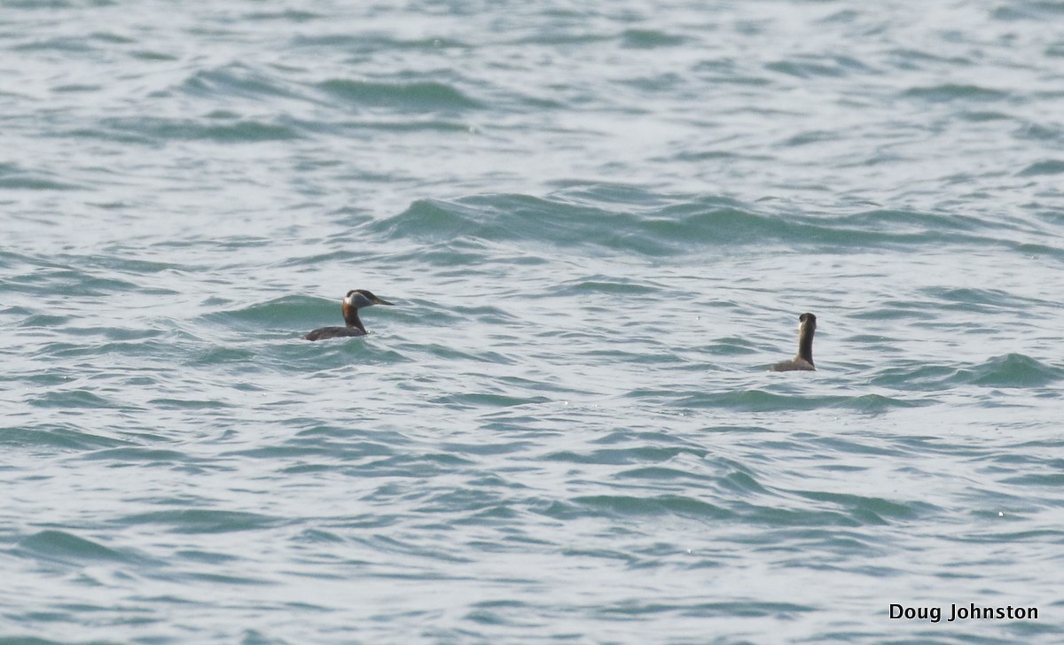 Red-necked Grebe - Doug Johnston