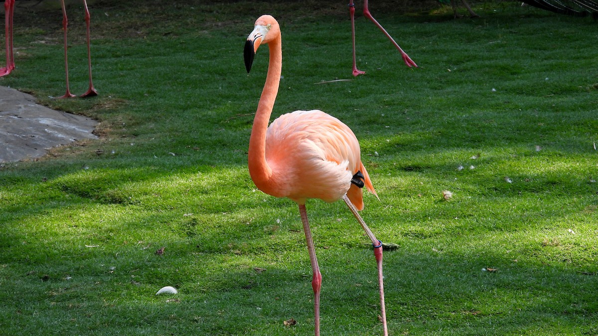 Amerika Flamingosu - ML550503081
