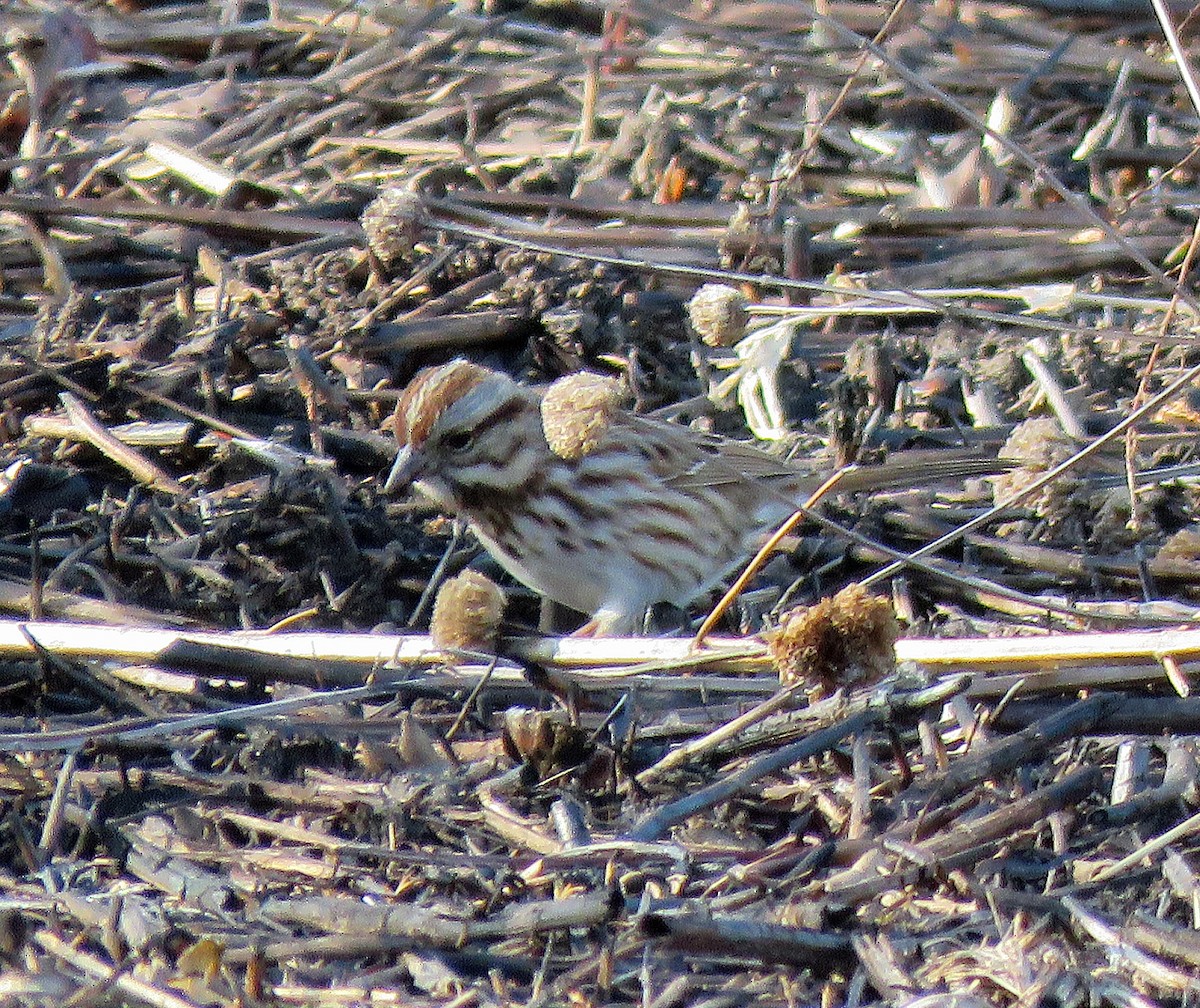 Song Sparrow - ML550504921