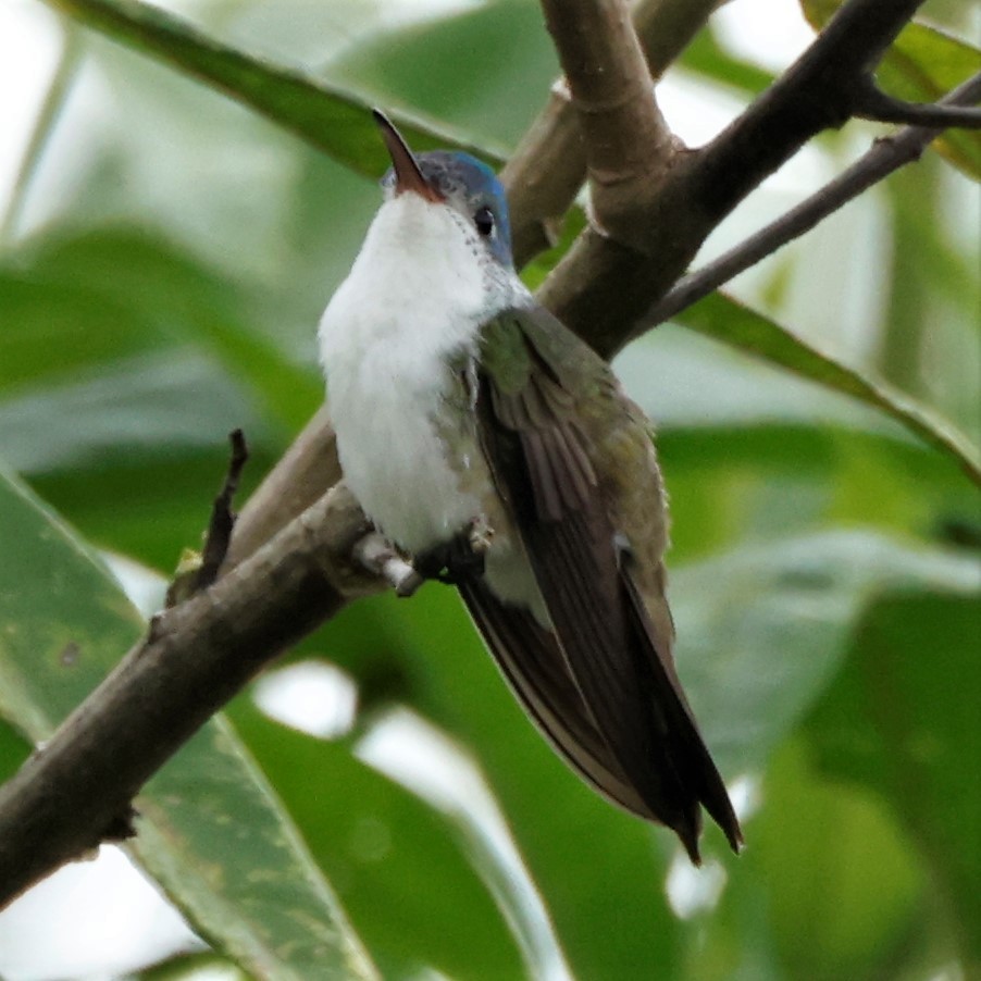 kolibřík andský - ML550505101