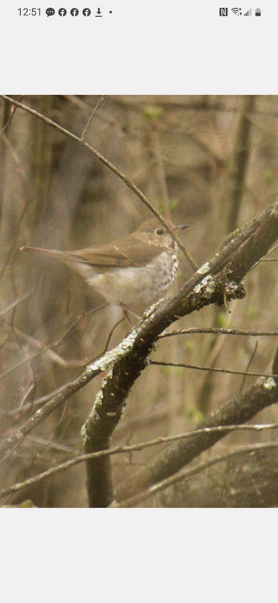 Hermit Thrush - ML550505641