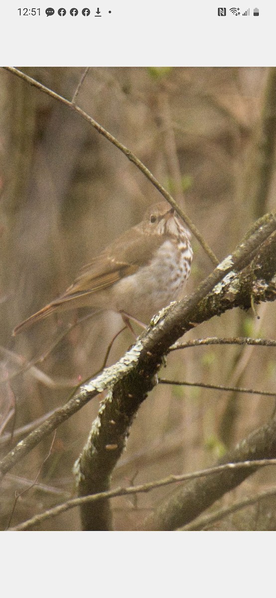 Hermit Thrush - ML550505651