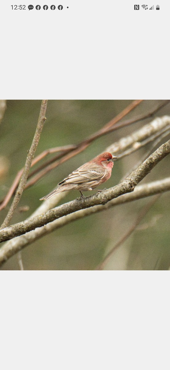 House Finch - ML550505701