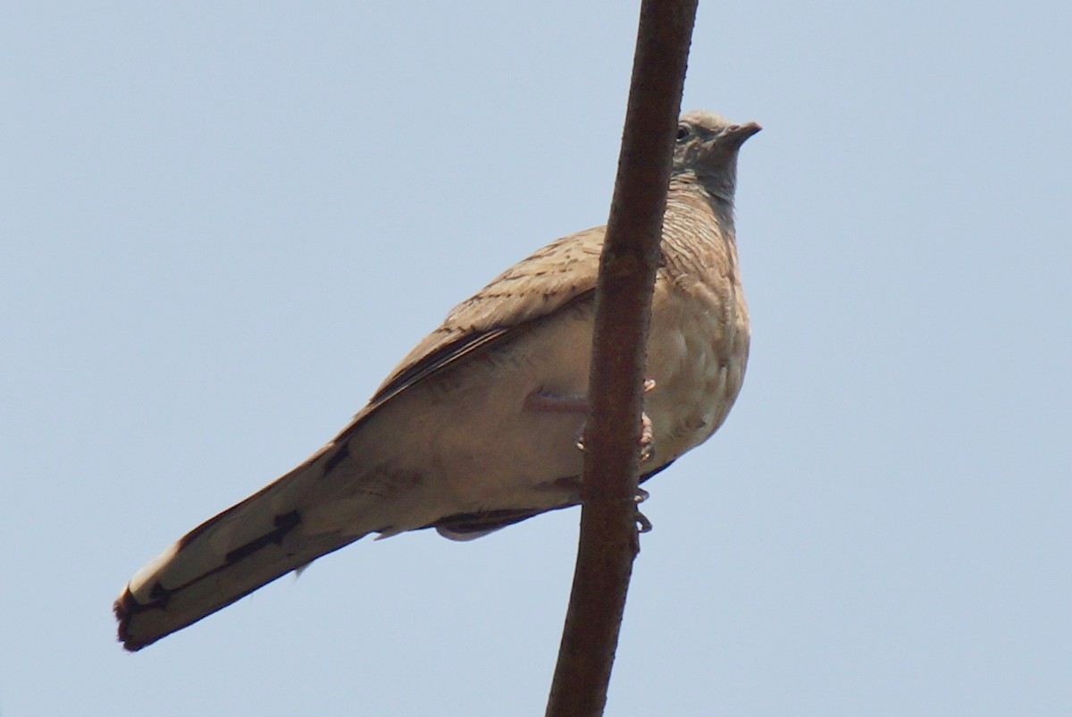 Zebra Dove - Robin Oxley 🦉