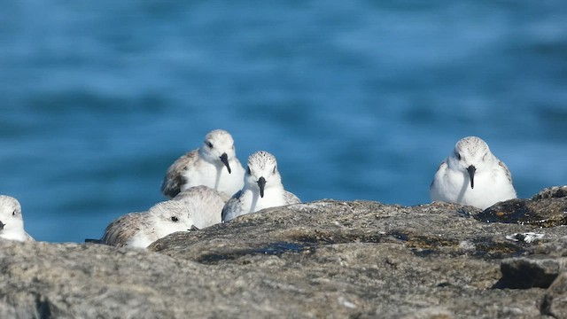 Sanderling - ML550506841