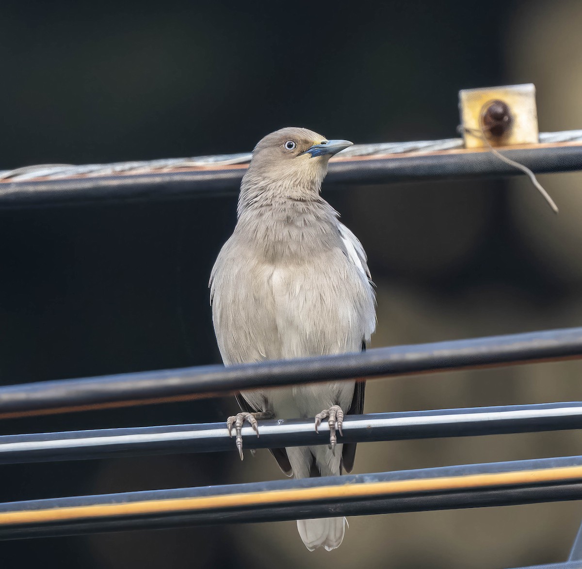 White-shouldered Starling - William Richards