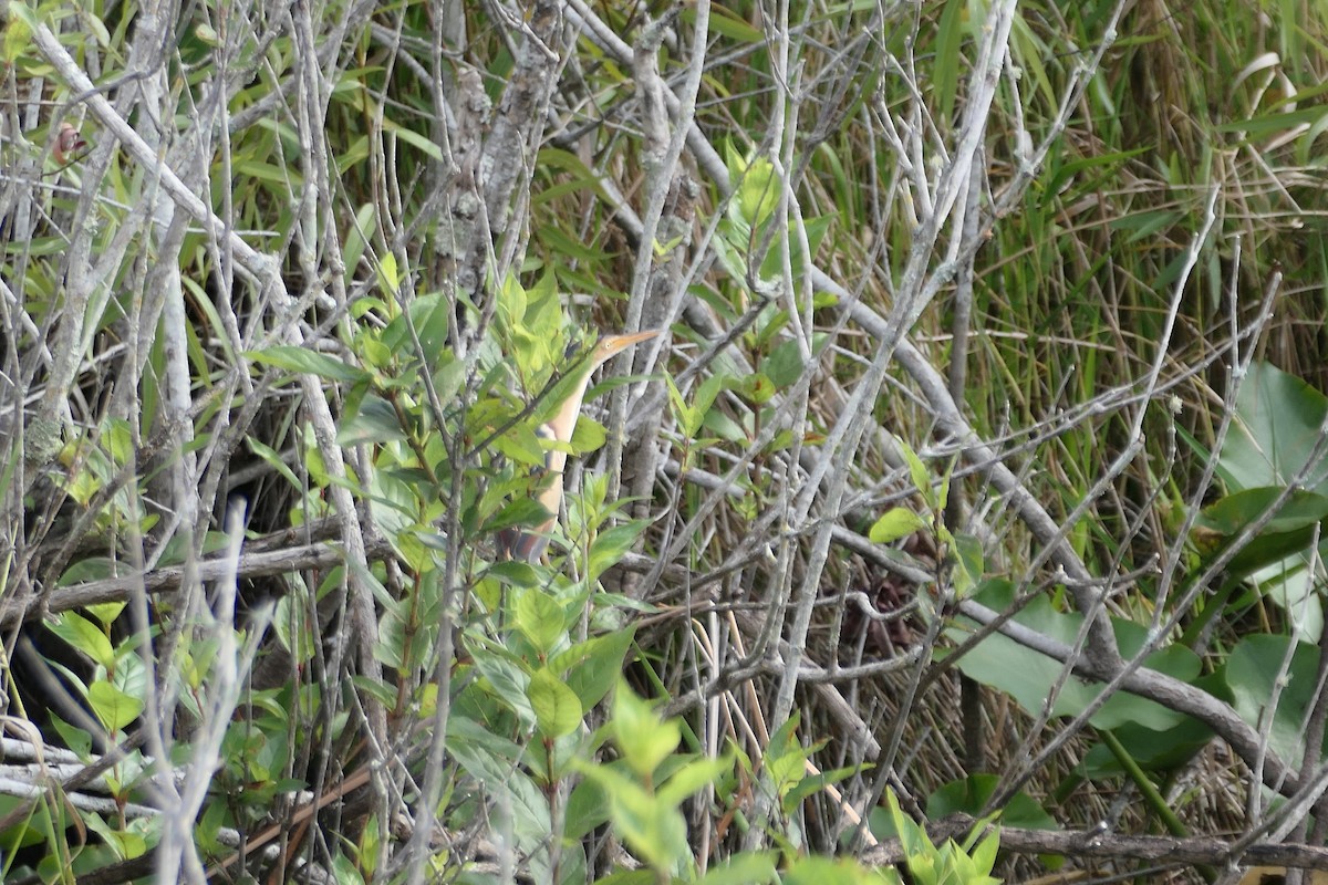 Least Bittern - Kenrith Carter