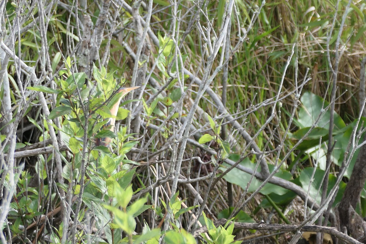 Least Bittern - ML550508161