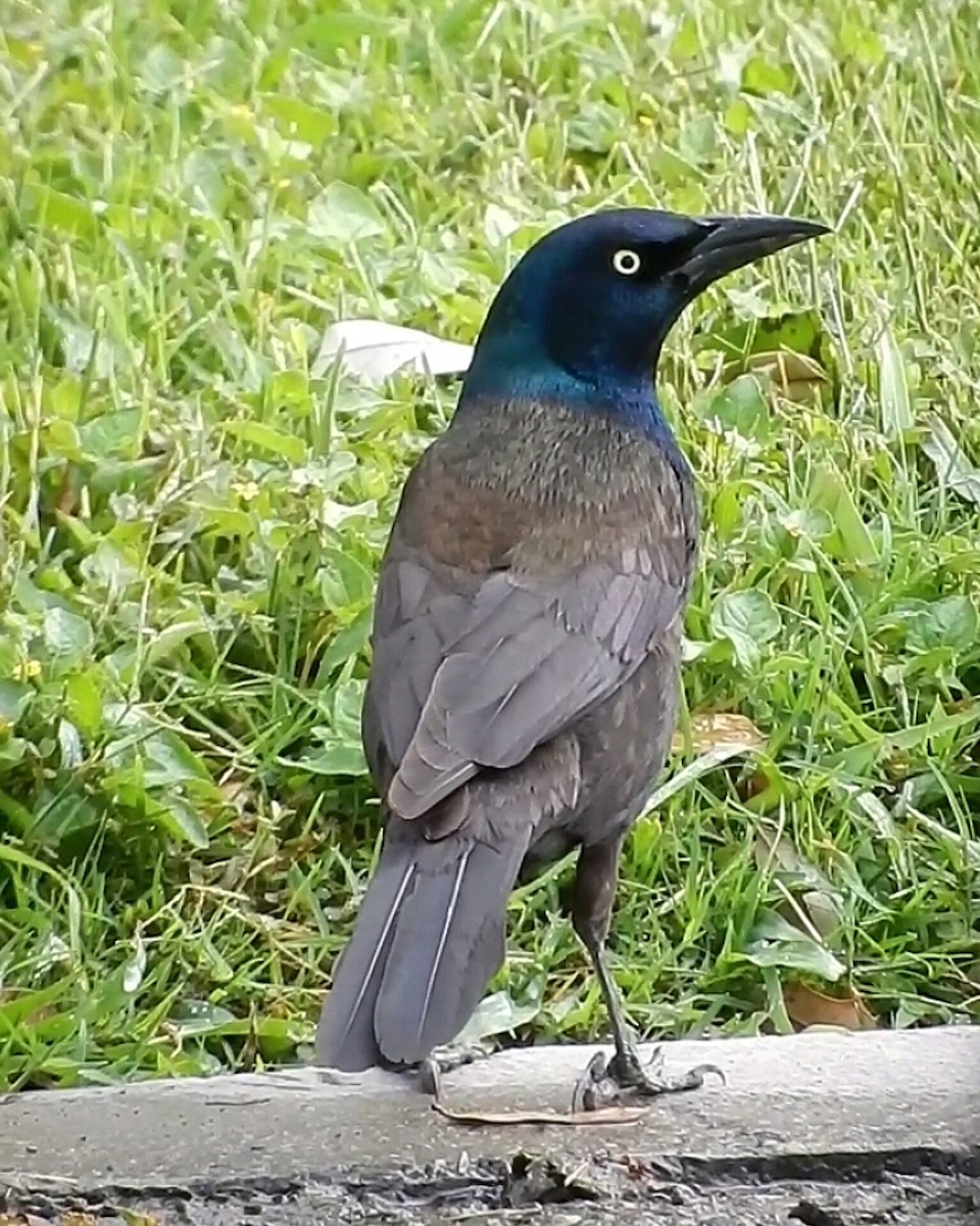 Гракл пурпуровошиїй - ML550508291