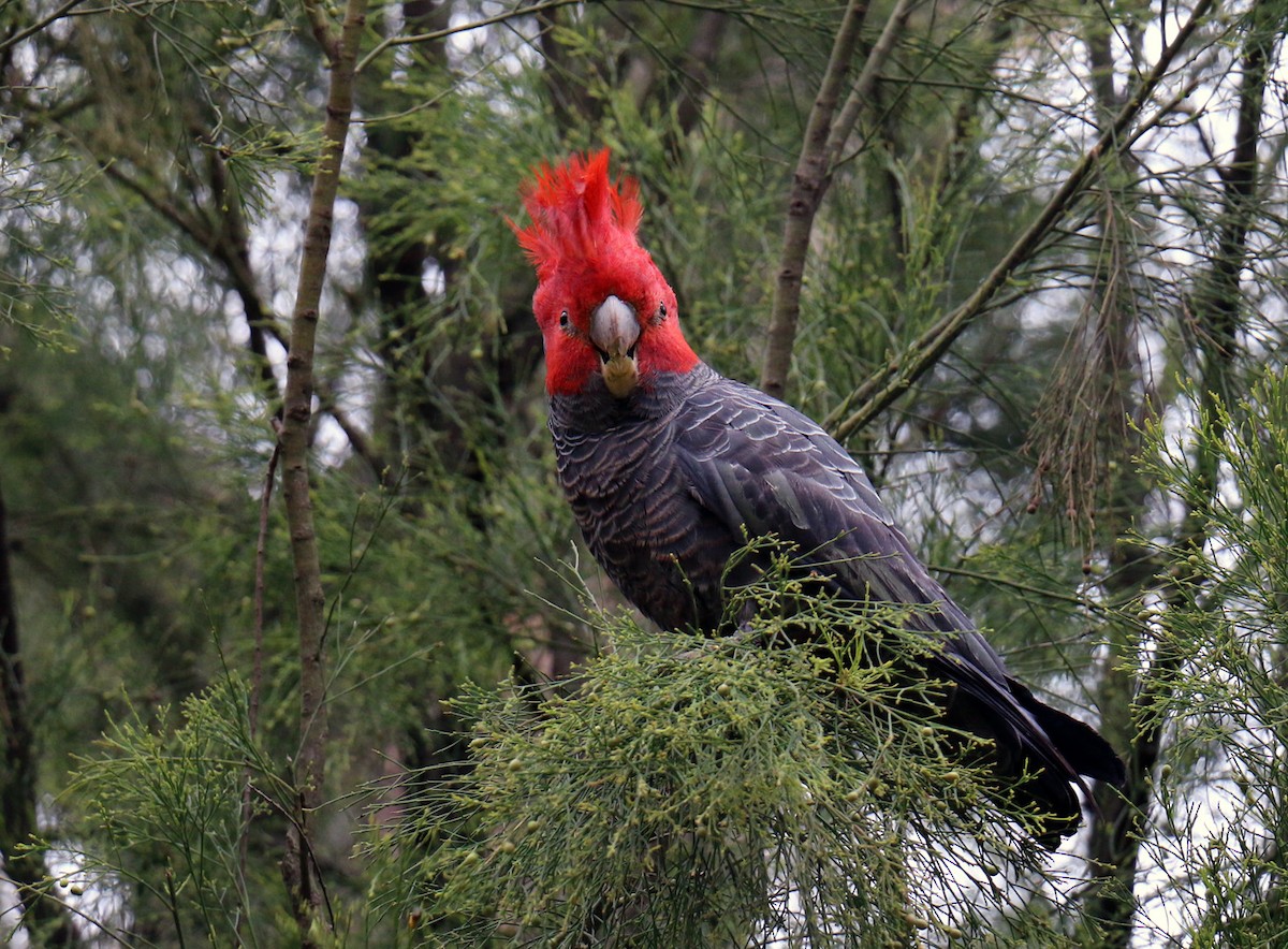 Gang-gang Cockatoo - ML550509191