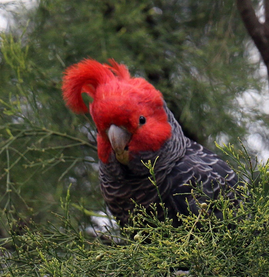 Cacatoès à tête rouge - ML550509231