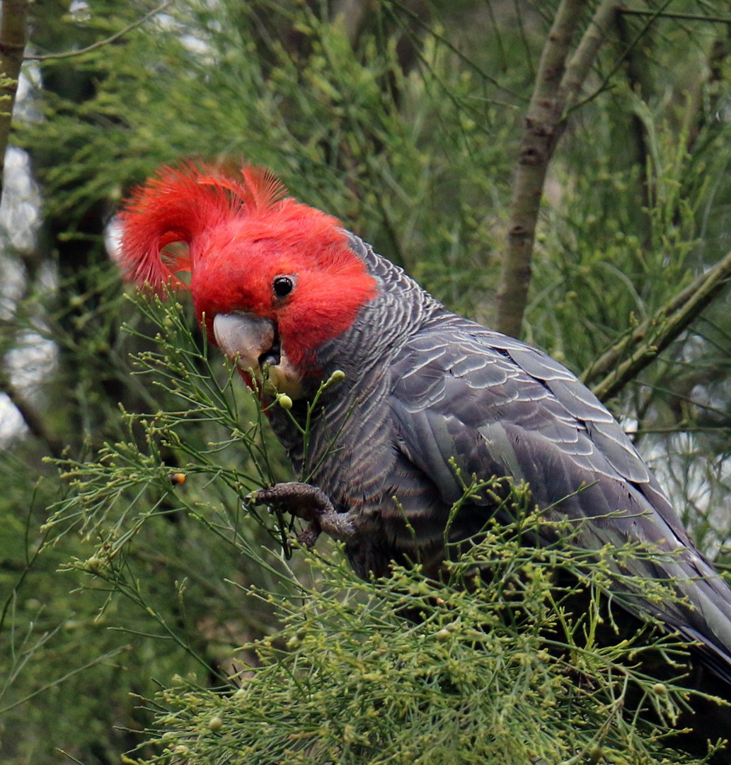 Gang-gang Cockatoo - ML550509241