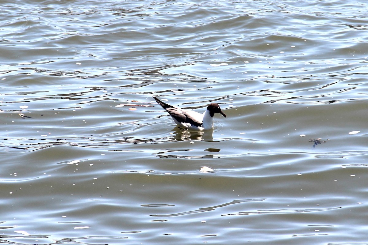 Laughing Gull - ML550509421