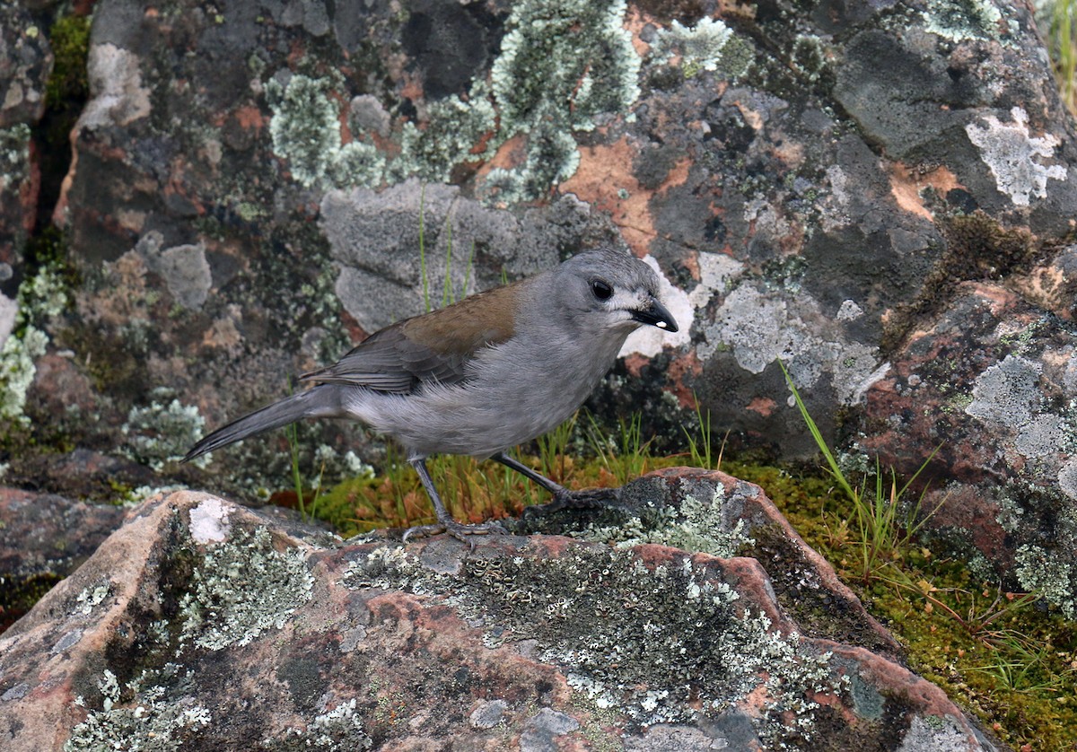 Gray Shrikethrush - ML550509441