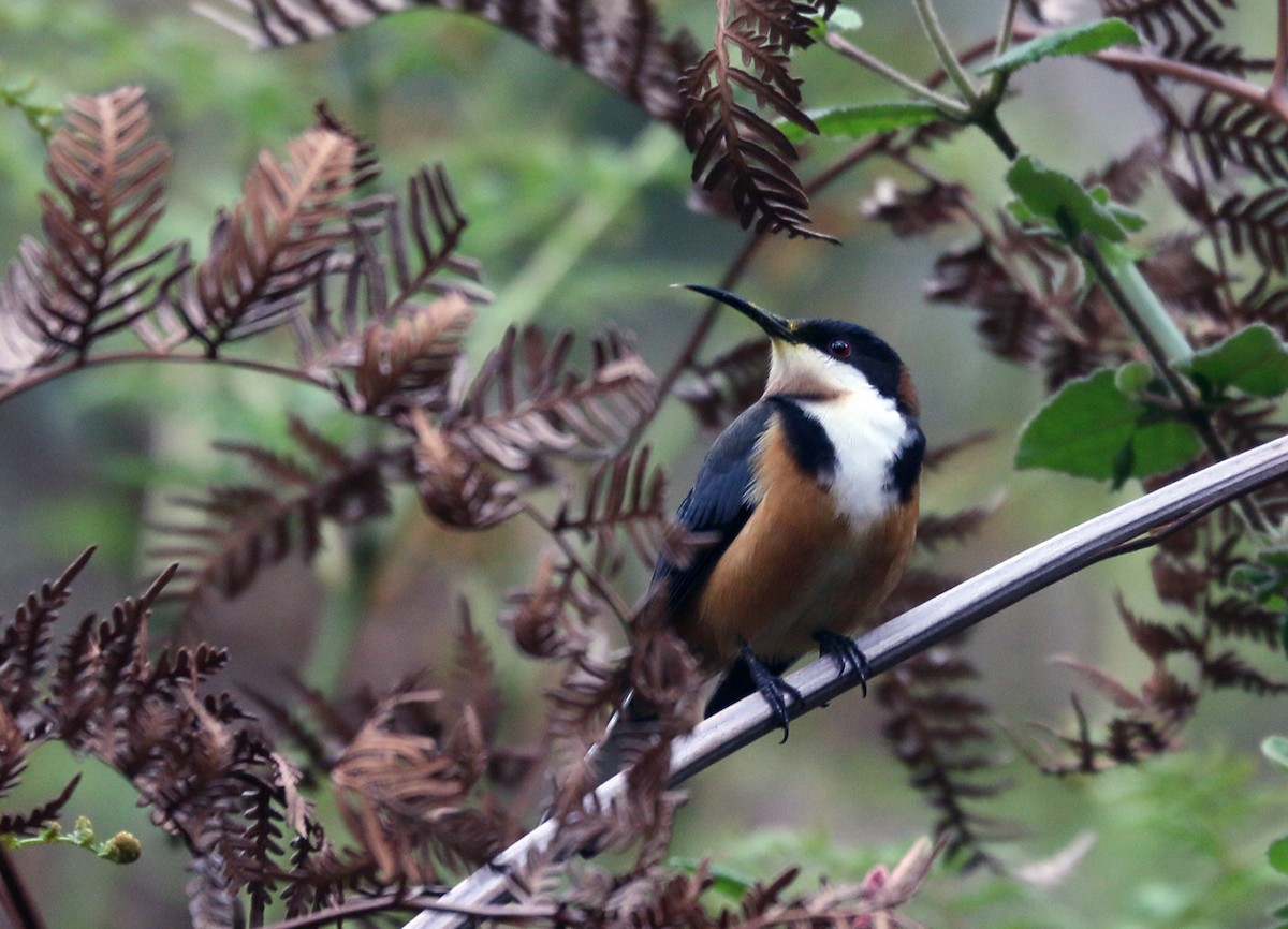 Eastern Spinebill - ML550509621