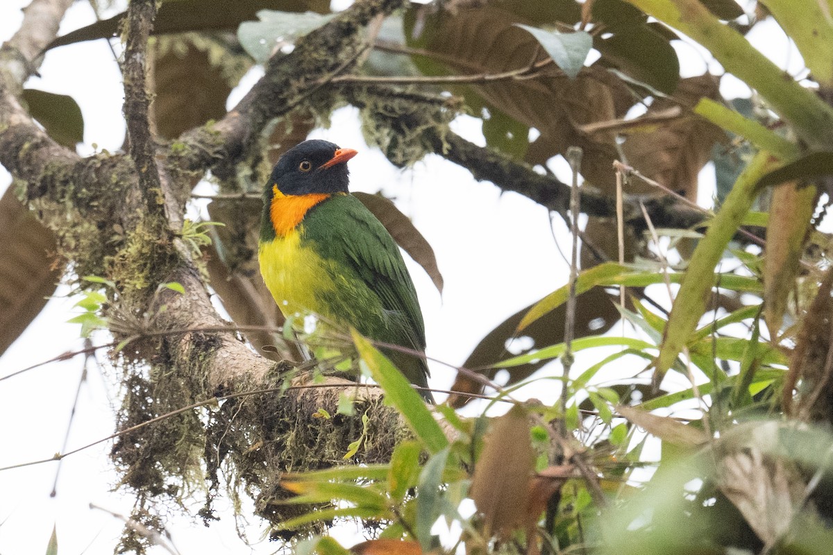 Orange-breasted Fruiteater - ML550509751