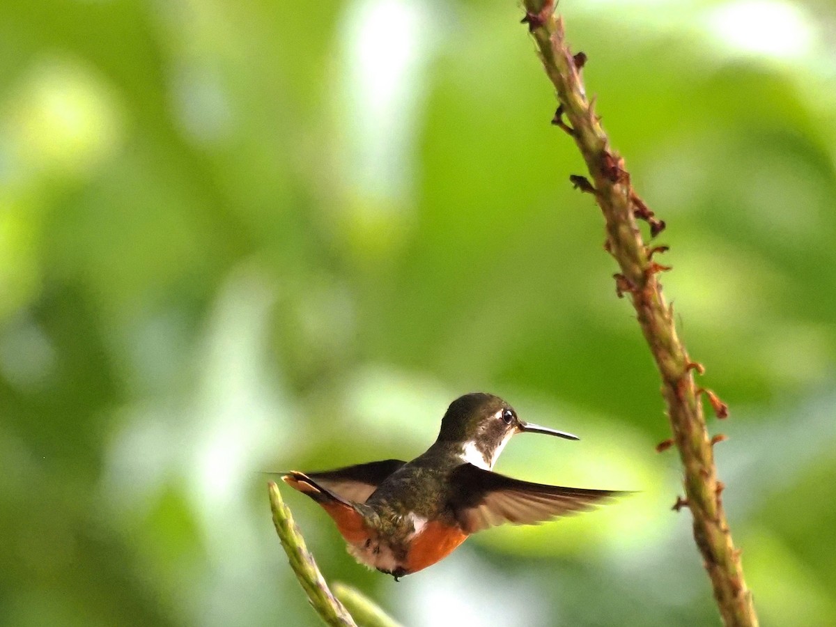 Magenta-throated Woodstar - Terry Master