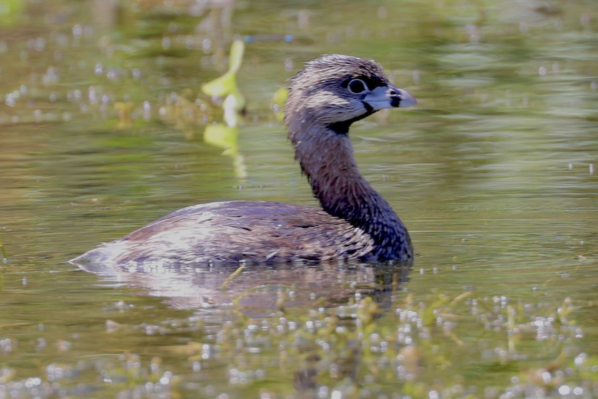 Pied-billed Grebe - ML550510001