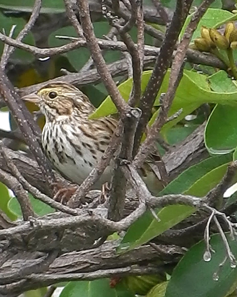 Пасовник савановий - ML550510971