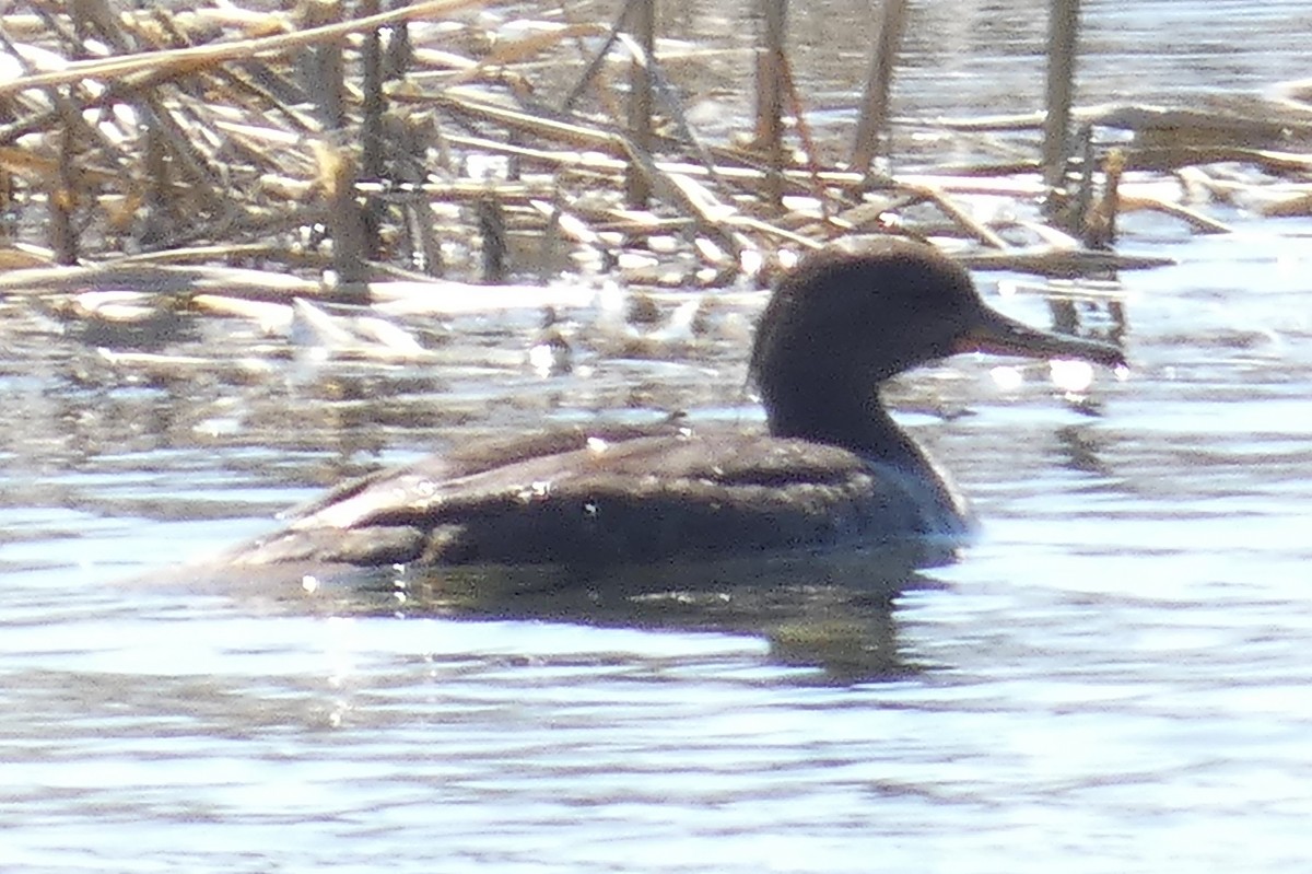 Hooded Merganser - ML550511991