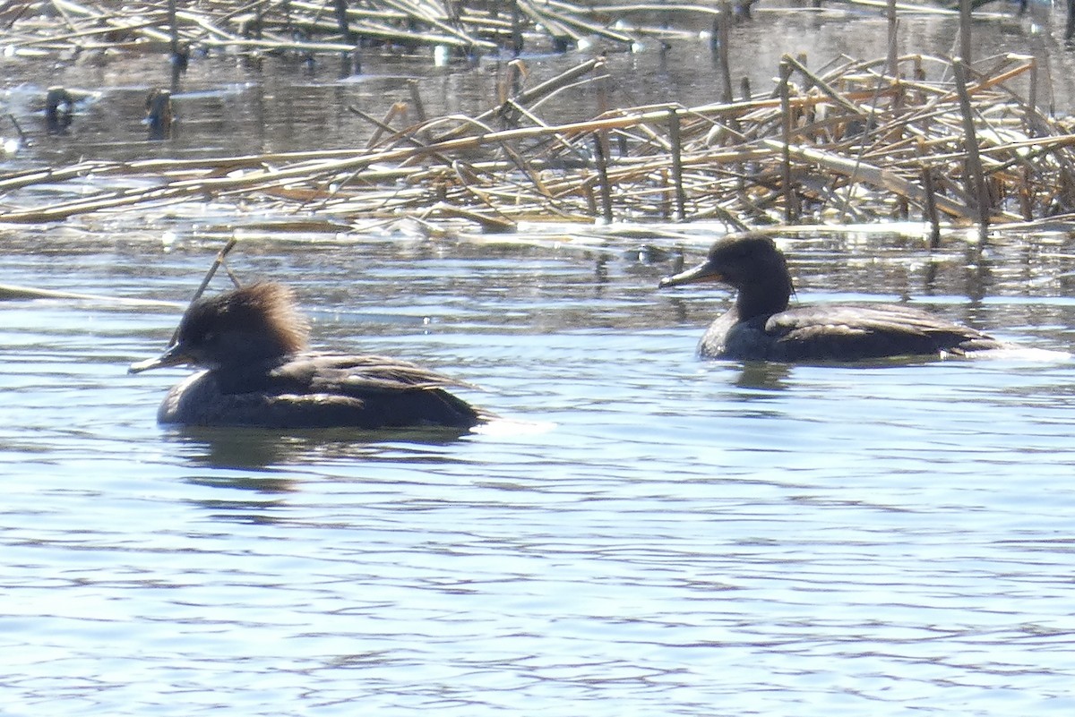 Hooded Merganser - ML550512001