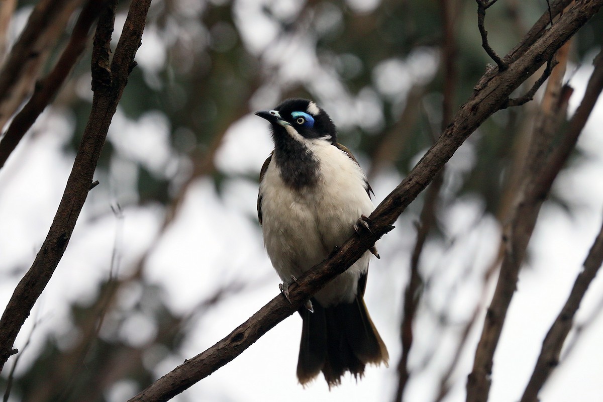 Blue-faced Honeyeater - ML550512871