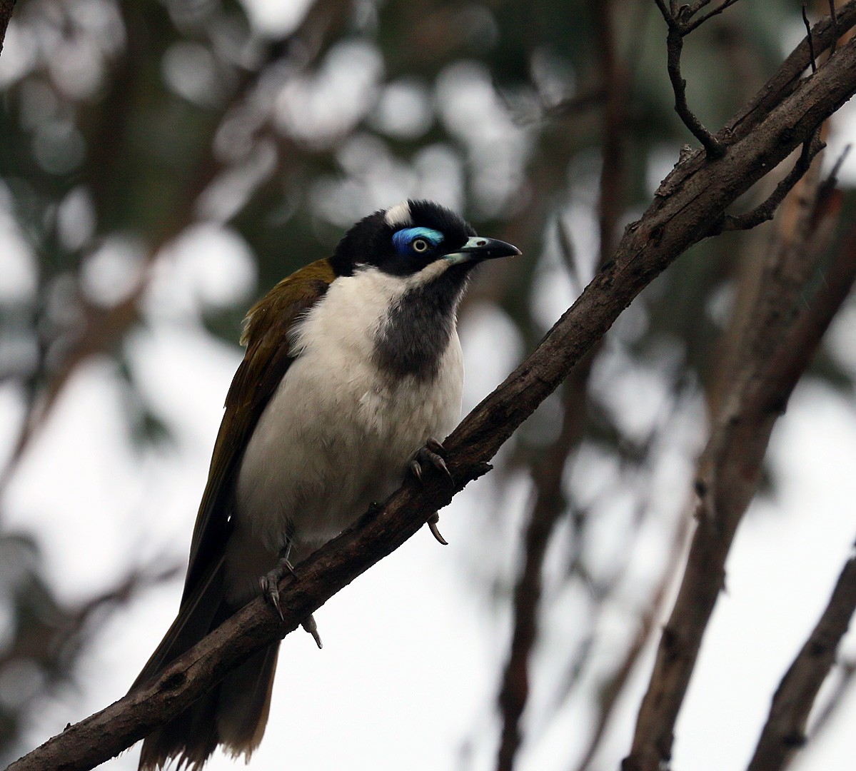 Blue-faced Honeyeater - ML550512881