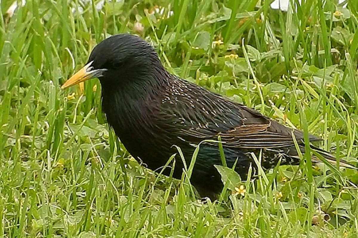 Шпак звичайний - ML550513651