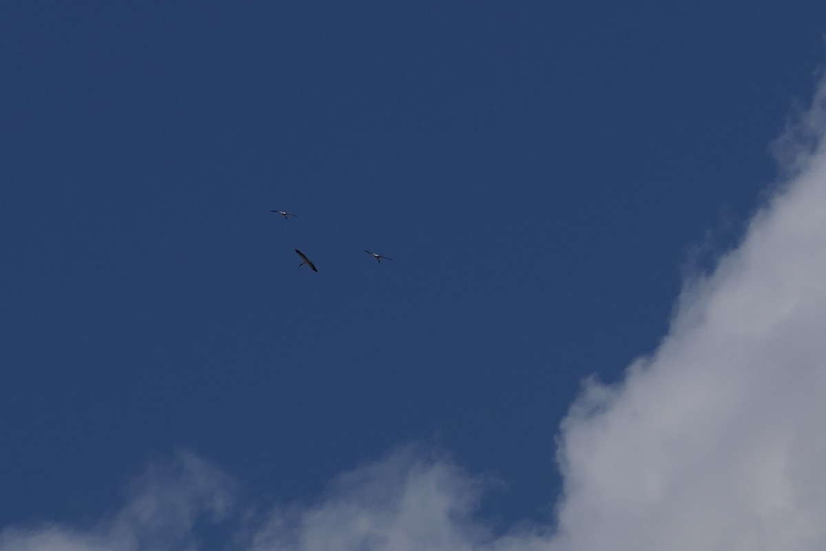 Wood Stork - ML550514491