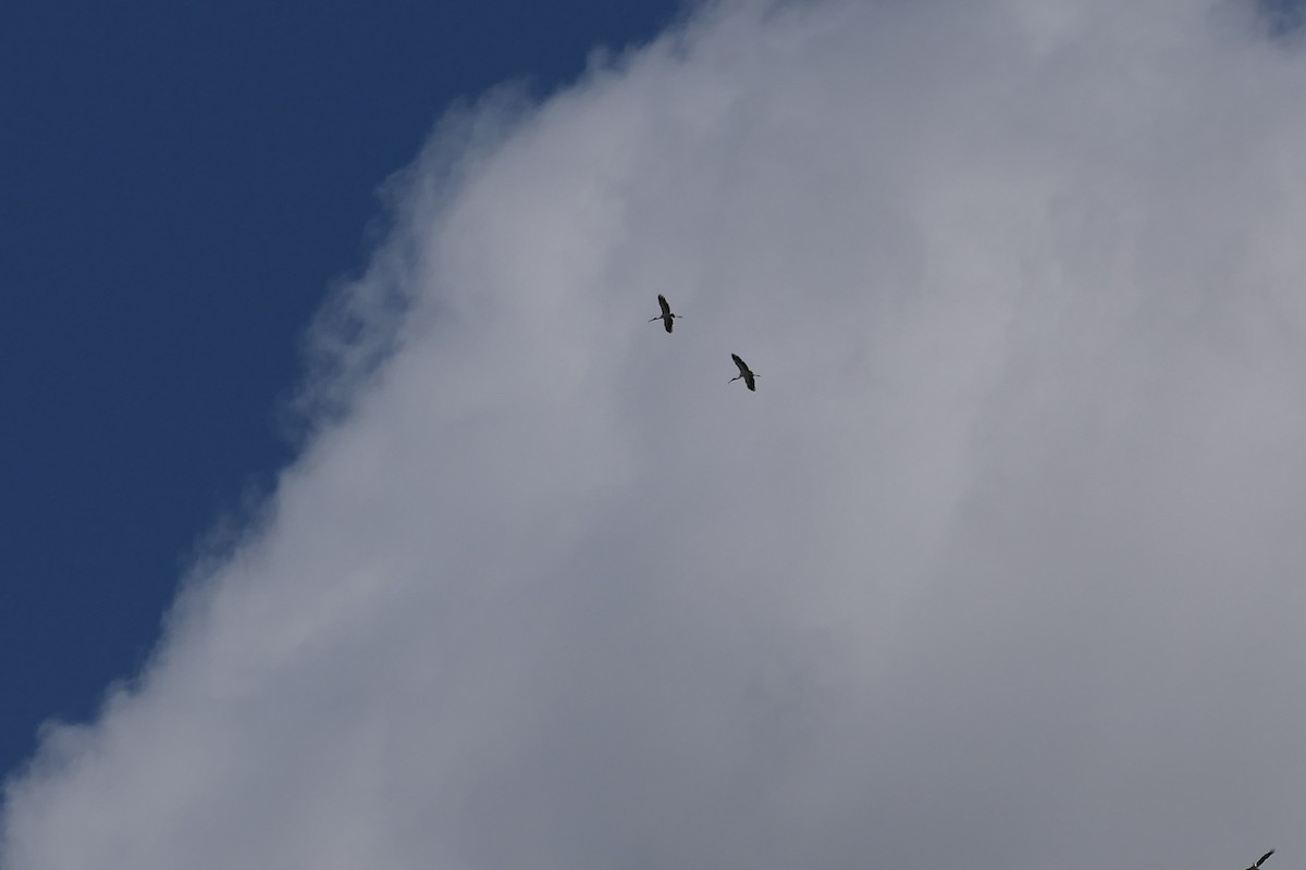 Wood Stork - ML550514501