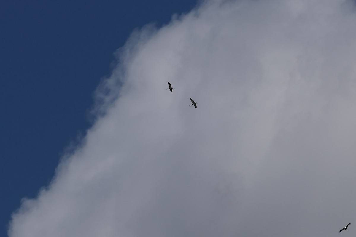 Wood Stork - ML550514521