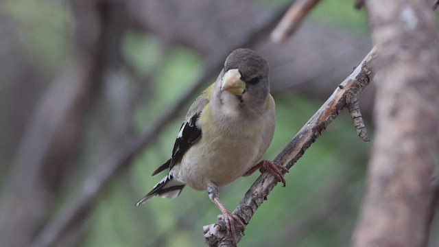 Evening Grosbeak - ML550514661