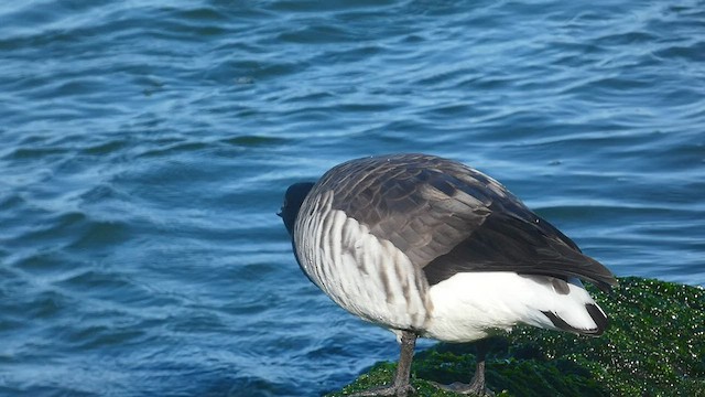Brant (Atlantic) - ML550515451
