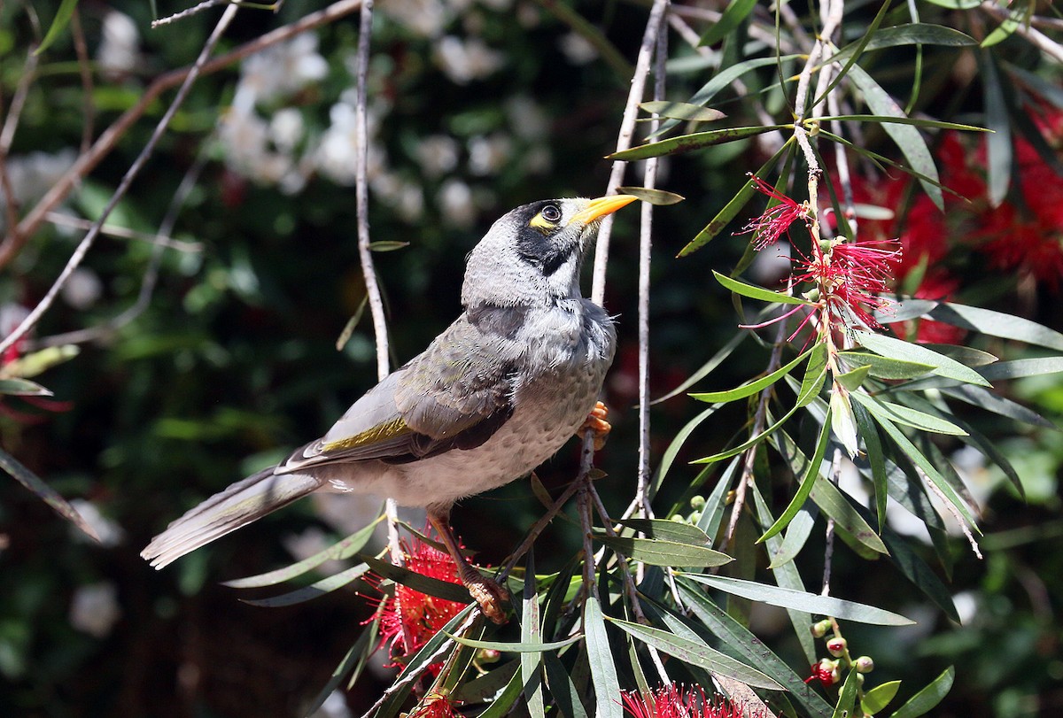 Noisy Miner - ML550515731