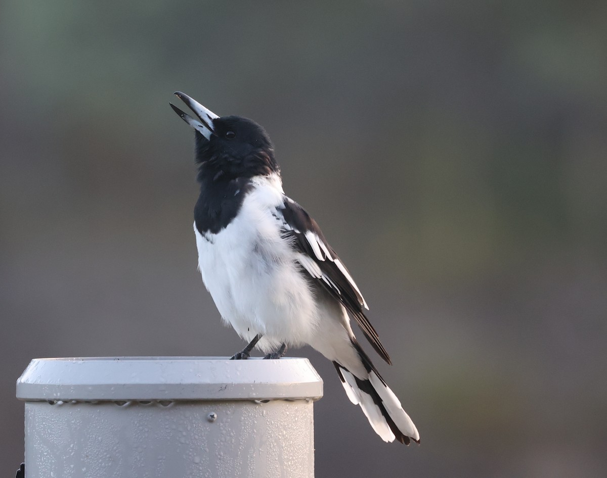 Pied Butcherbird - ML550515931