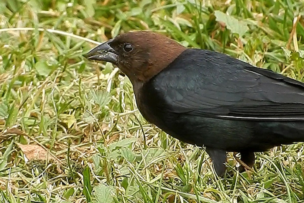 Вашер буроголовий - ML550517101